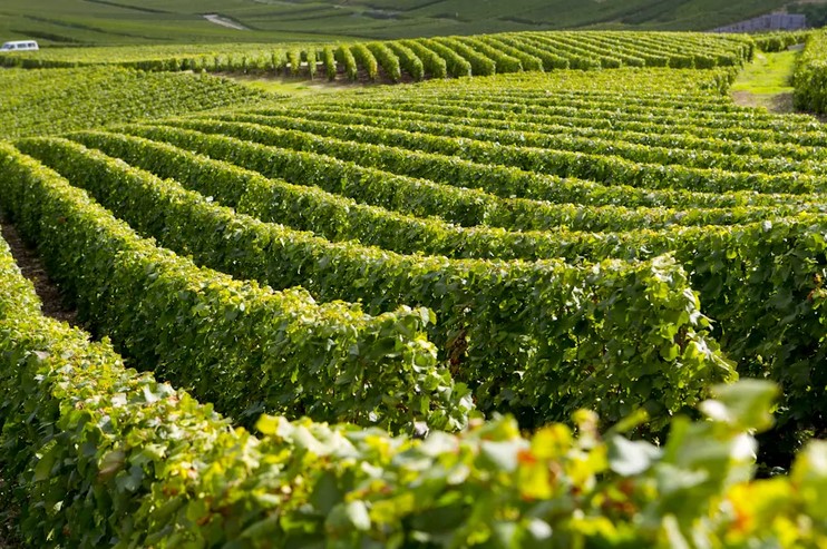 vignes champagne